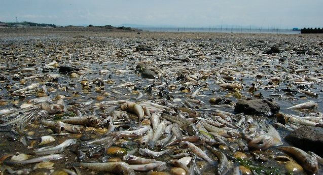 小長井(諫早市)に打ち上げられた魚介類の死骸 (2008年8月撮影)